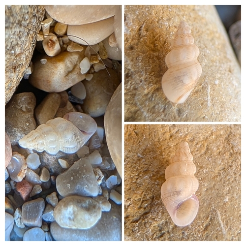 Rissoa variabilis, 2026-06-13
