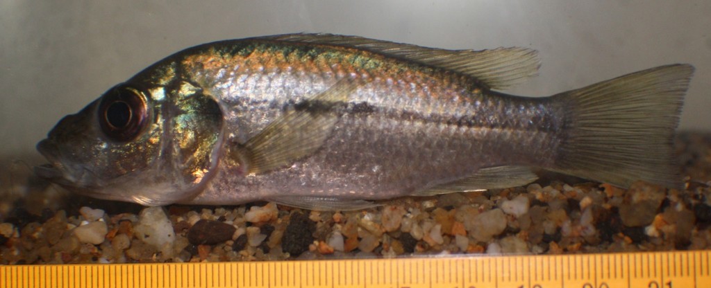 Alkali cichlid (Stomatepia mariae) — Cichlidae