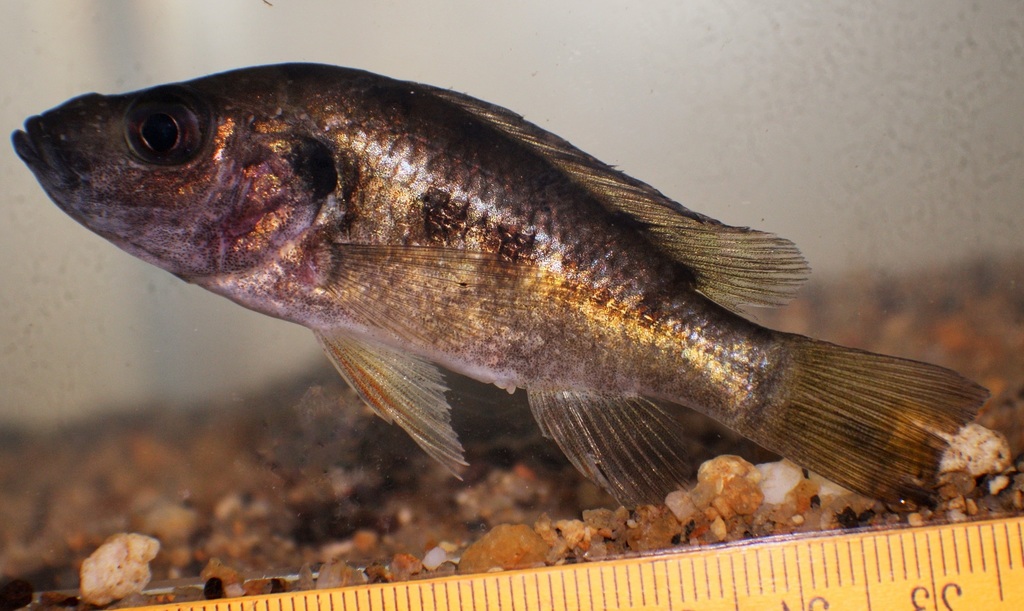 Pindu (Stomatepia pindu) — Cichlidae