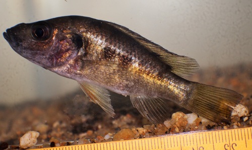 Pindu (Stomatepia pindu) — Cichlidae