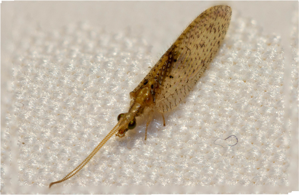 Hemerobius chilensis