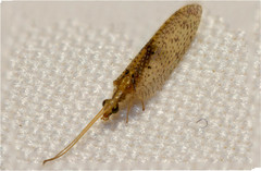 Hemerobius chilensis