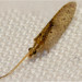 Hemerobius chilensis - Photo (c) MatiasG,  זכויות יוצרים חלקיות (CC BY-ND), הועלה על ידי MatiasG