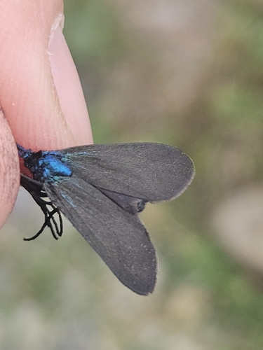 Rhagades pruni