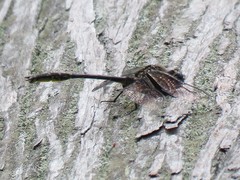 Phanogomphus australis
