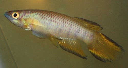 Banded panchax (Epiplatys infrafasciatus) — Nothobranchiidae — 2