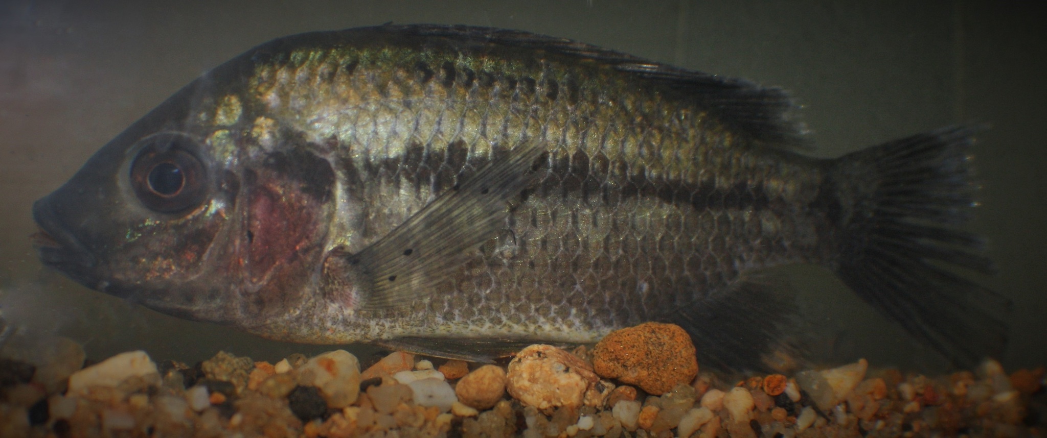 Keppi photo 2