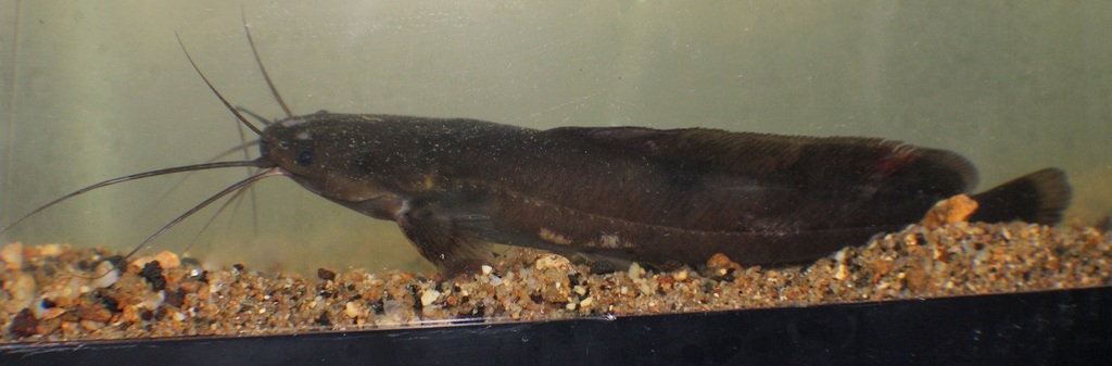 Lake Barombi clariid (Clarias maclareni) — Clariidae