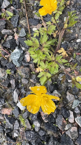 Creeping buttercup