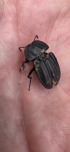 Silpha carinata, 6704 AV Wageningen, Netherlands, photo 7 of 10