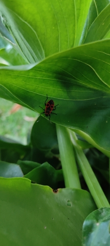 European Firebug