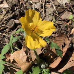Stylophorum diphyllum