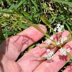 Limnosciadium pumilum