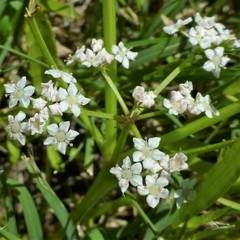 Limnosciadium pumilum