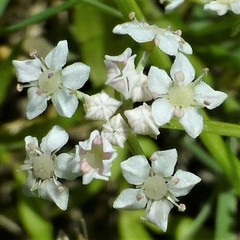 Limnosciadium pumilum