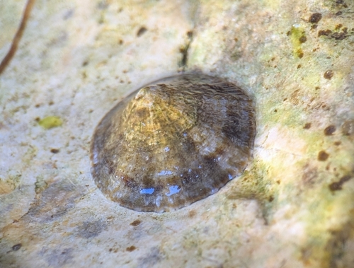 Mediterranean Limpet, photo 5 of 10