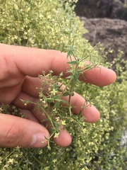 Galium stellatum