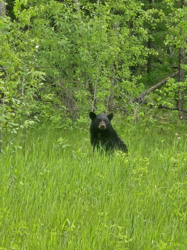 American Black Bear