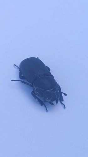 Lesser Stag Beetle