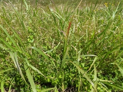 Puccinia purpurea