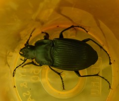 Dicaelus dilatatus