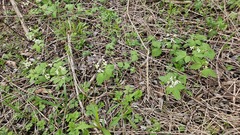Cardamine diphylla, photograph (c) Robert Stegmann, some rights reserved (CC BY)