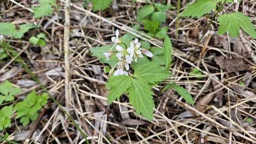 Cardamine diphylla, photograph 5