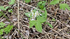 (c) Robert Stegmann, some rights reserved (CC BY) Cardamine diphylla, photograph (c) Robert Stegmann, some rights reserved (CC BY)
