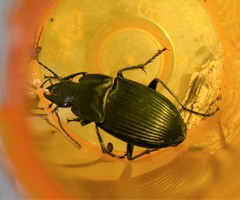 Dicaelus dilatatus