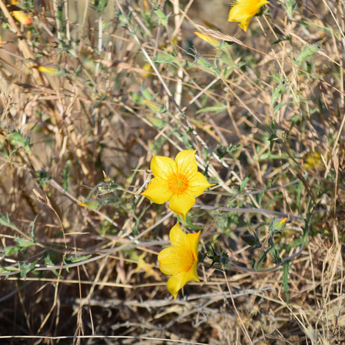Mentzelia lindleyi, photograph 4