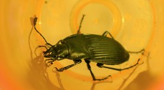 Dicaelus dilatatus
