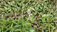 (c) Robert Stegmann, some rights reserved (CC BY) Cardamine diphylla, photograph (c) Robert Stegmann, some rights reserved (CC BY)