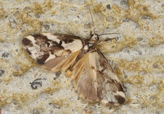 Philenora chionastis