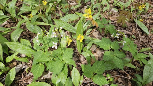 Cardamine diphylla, photograph 3