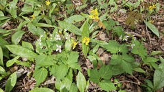 (c) Robert Stegmann, some rights reserved (CC BY) Cardamine diphylla, photograph (c) Robert Stegmann, some rights reserved (CC BY)