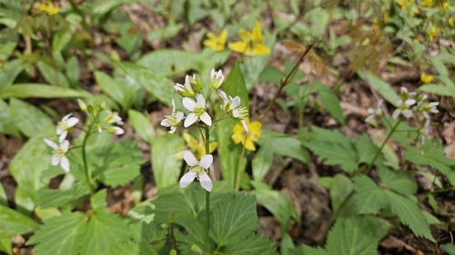 Cardamine diphylla, photograph 2