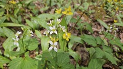 (c) Robert Stegmann, some rights reserved (CC BY) Cardamine diphylla, photograph (c) Robert Stegmann, some rights reserved (CC BY)