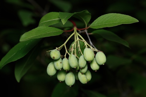 Blackhaw
