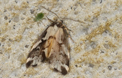 Philenora chionastis