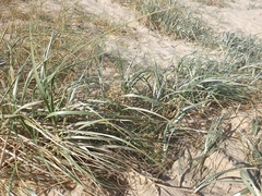 Spinifex hirsutus