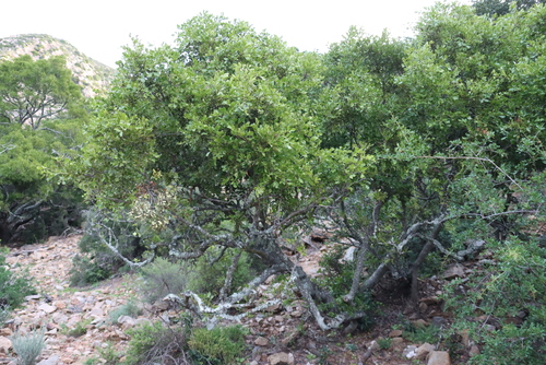 Schotia latifolia, photograph 3