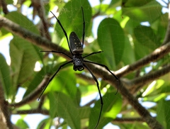 Trichonephila antipodiana