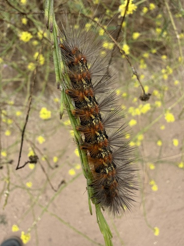 Salt Marsh Moth