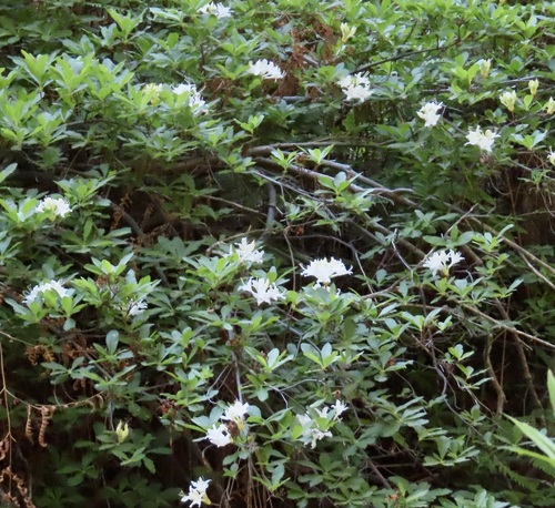 iNaturalist observation photo of western azalea