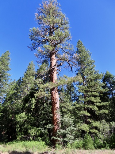 iNaturalist observation photo of Western Ponderosa Pine
