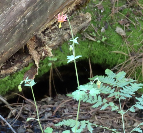 iNaturalist observation photo of western columbine