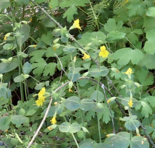 iNaturalist observation photo of seep monkeyflower