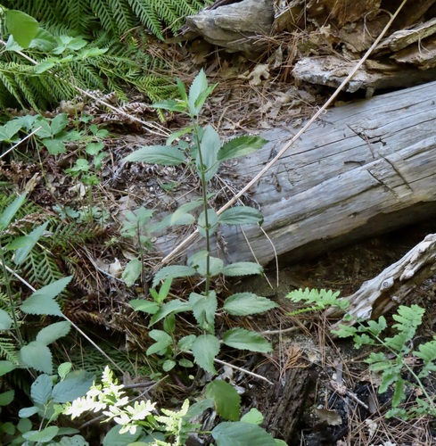 iNaturalist observation photo of slender stinging nettle
