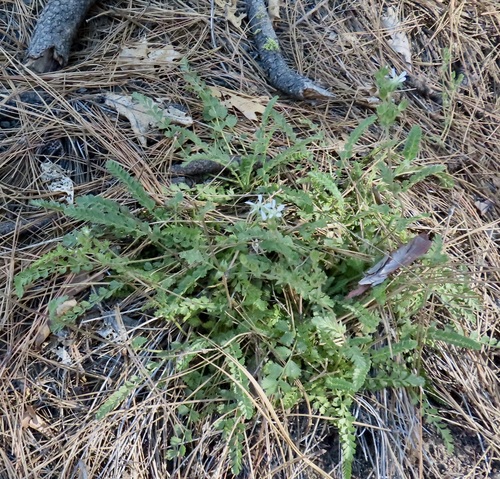 iNaturalist observation photo of Cleveland's horkelia