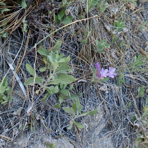 iNaturalist observation photo of Dudley's clarkia